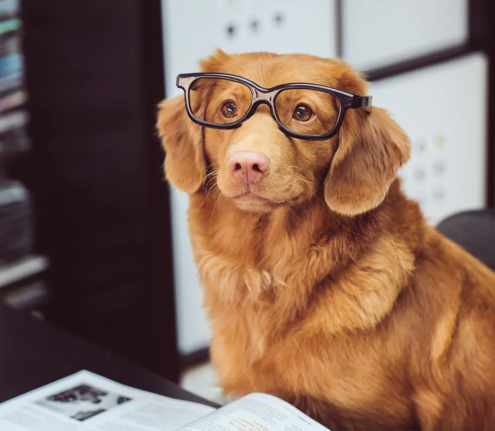 perro con lentes